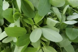La popular planta chipilín protagonistas de platos salvadoreños